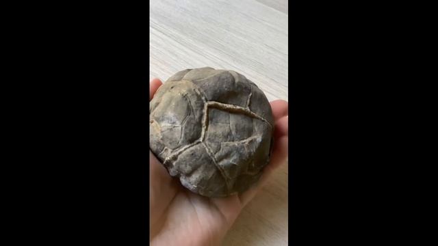 Септария полированная, Кавказ