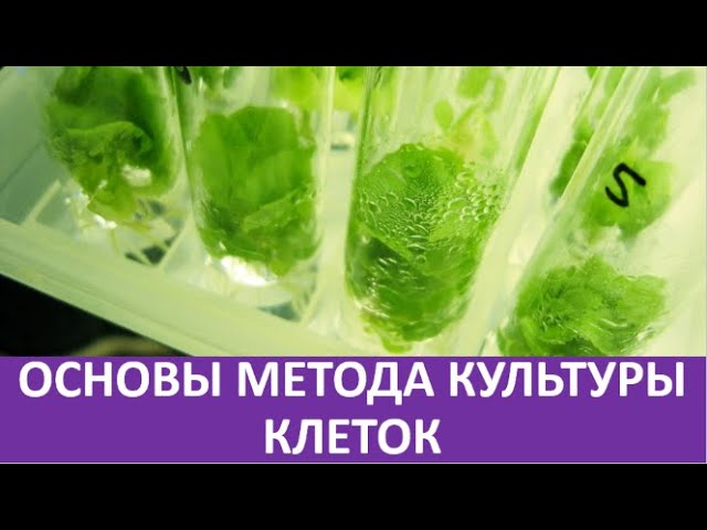15. Основы метода культуры клеток