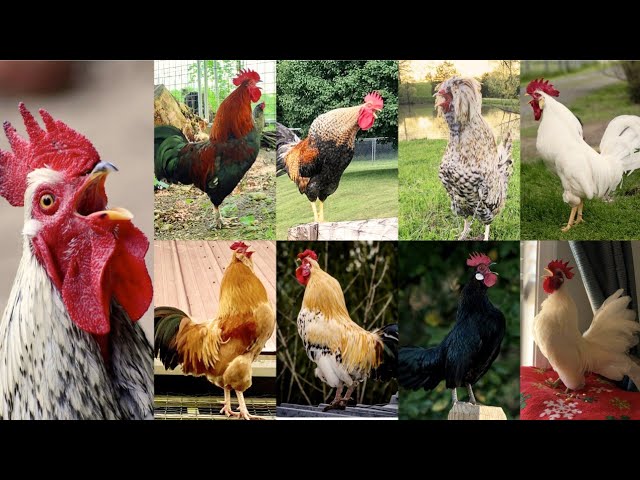 Rooster Crowing - Morning Rooster Sound - Hen Sound Manok Suara Ayam Berkokok Panjang Galo Cantando