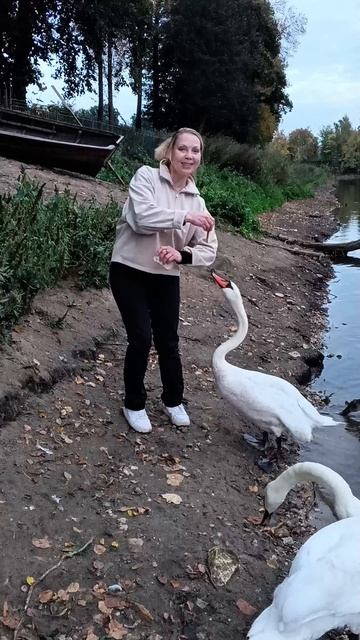 Лебедушки шалуны!