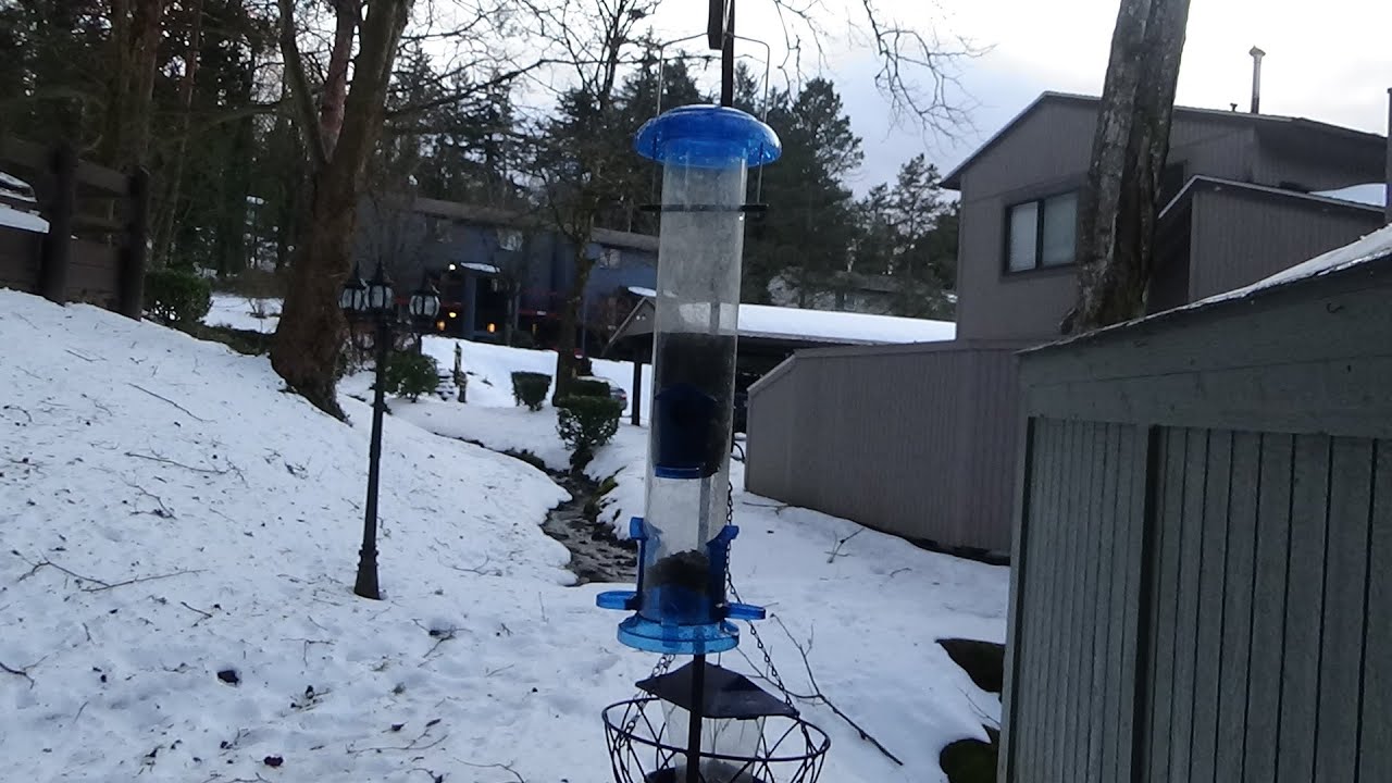 #ASMR, OREGON SNOW, DAY 5, Icicles Melt, ЗВЕНИТ КАПЕЛЬ, НО СНЕГ ЕЩЕ НЕ СОШЕЛ! СКОЛЬЗКО!!!
