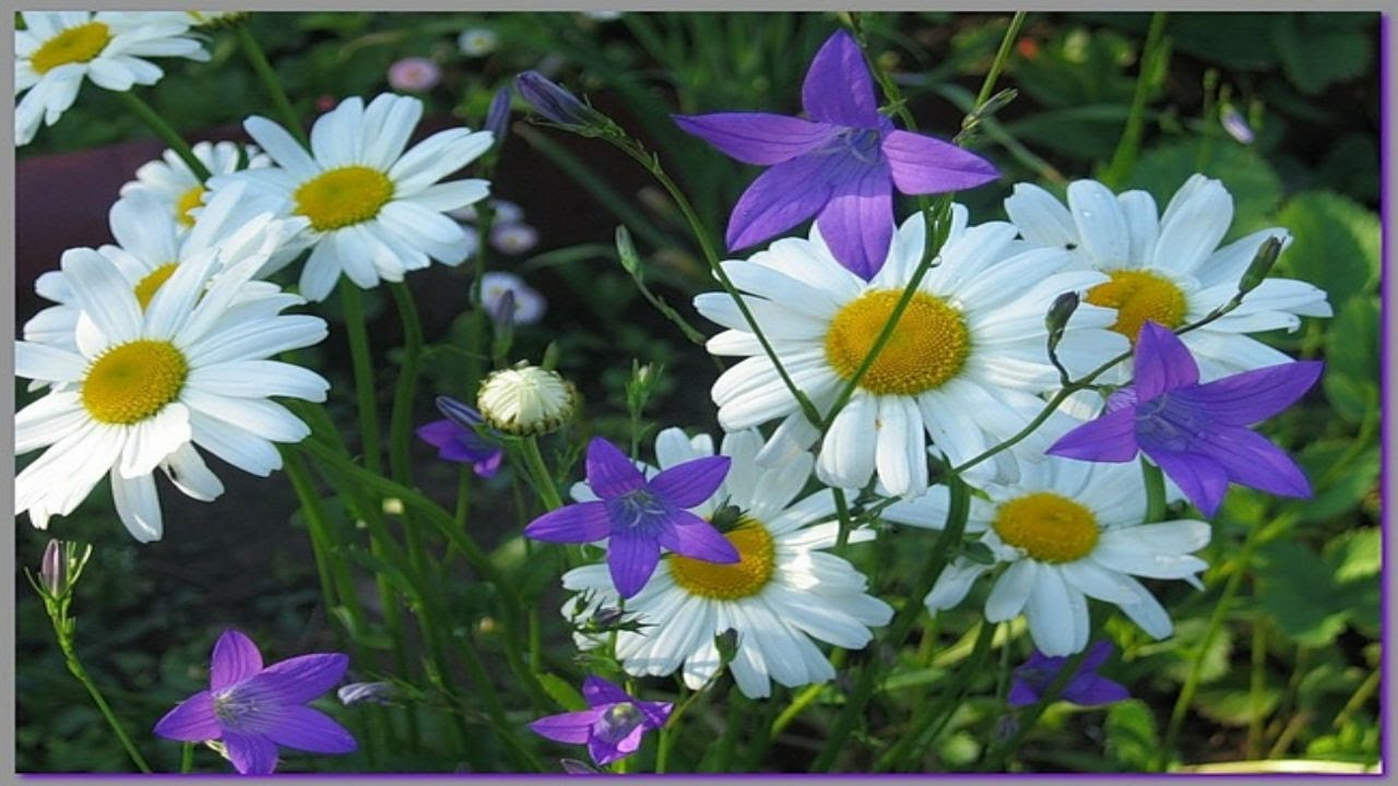 Полевые цветы для вас Wildflowers For You