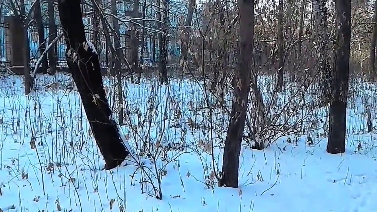 Снежная ТРОПИНКА