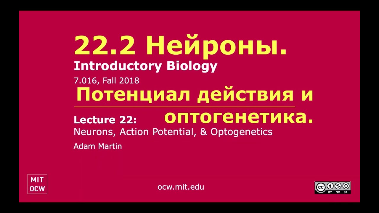 Нейроны. Открытые курсы MIT. Озвучка STAHANOV2000.