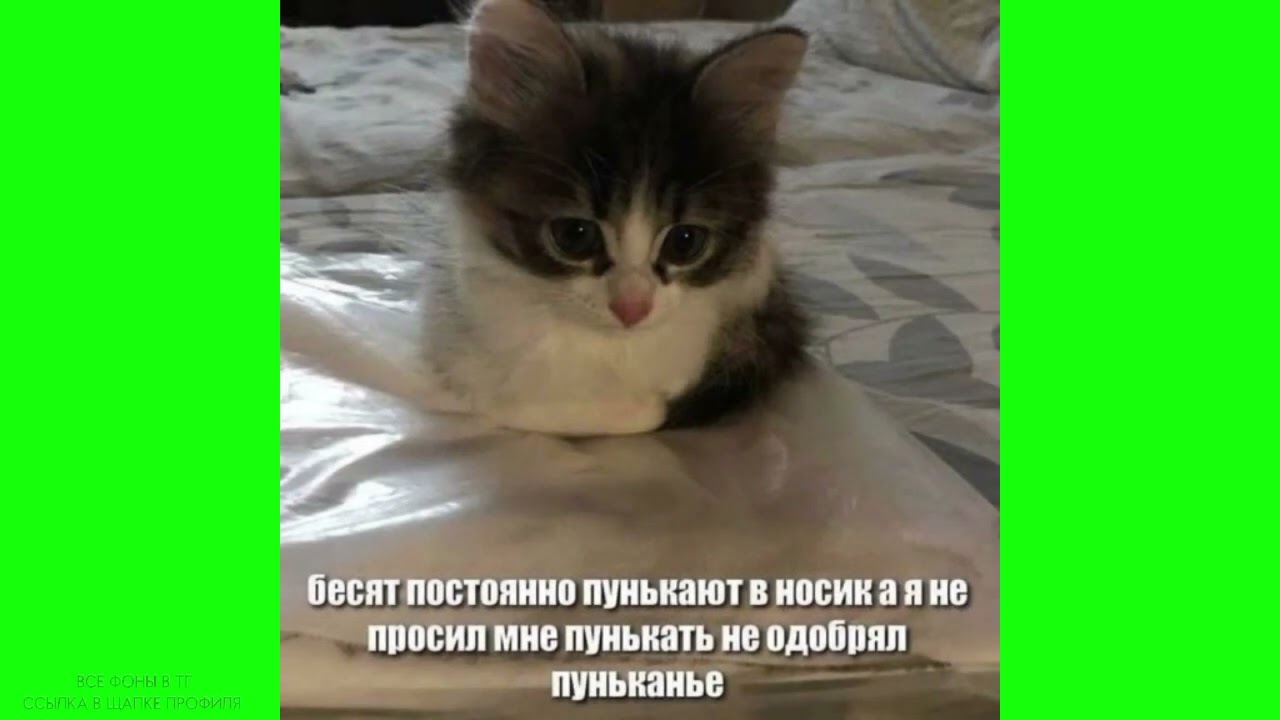 Бесят постоянно пунькают в носик - мем шаблон