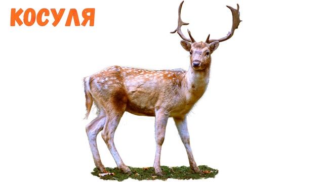 Голоса и звуки лесных животных. Как говорят дикие животные.