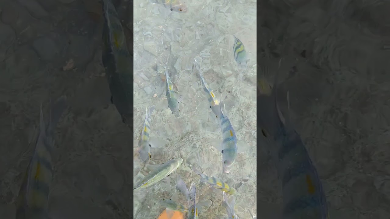Экзотические рыбы Красного моря😺Рыбная вечеринка.