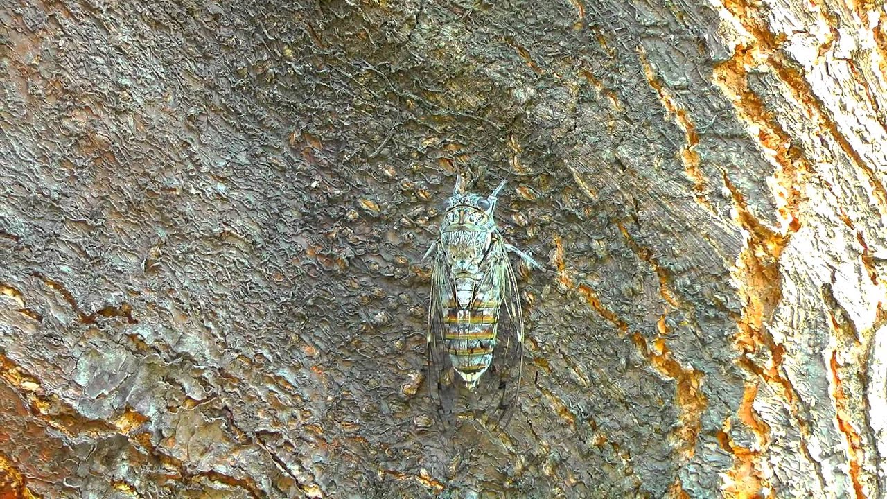 Цикады \ Cicadas In Gelendzhik