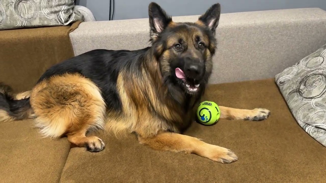 Очень странная игрушка - проверьте реакцию своей собаки на этот звук #dog #приколы #funnyanimals