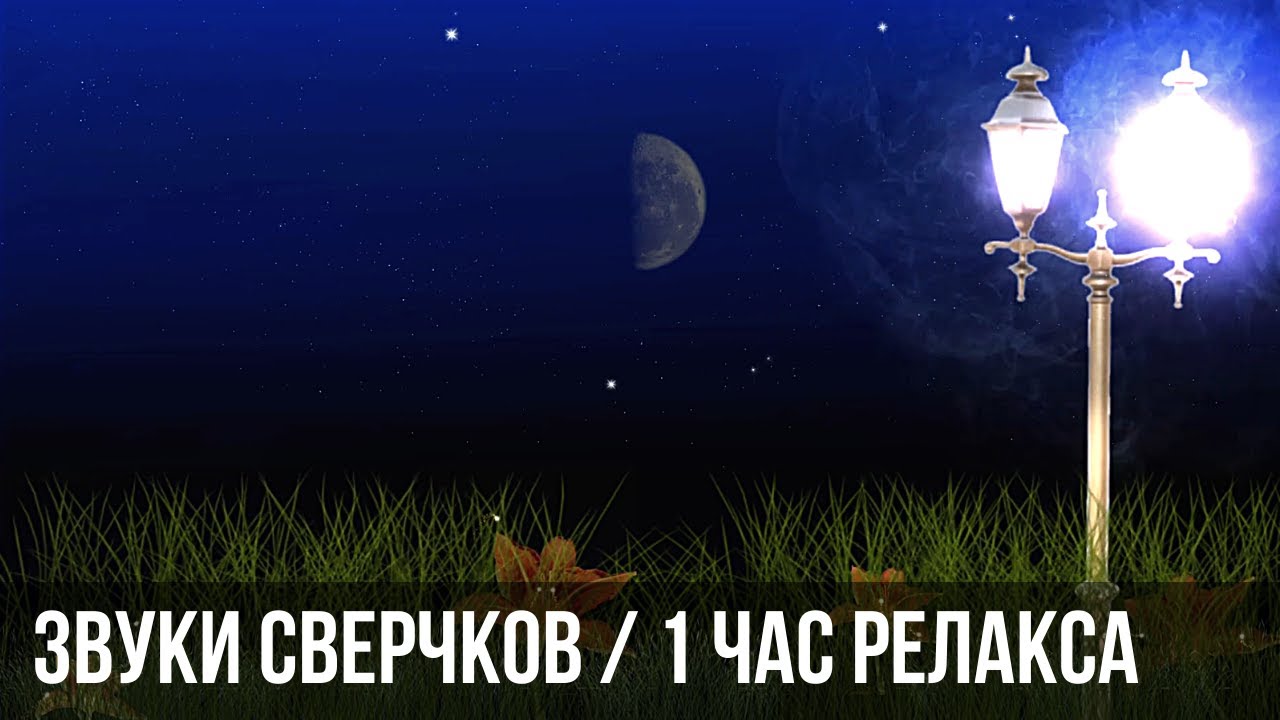 Звуки сверчков. Ночные звуки | Sounds Of Crickets