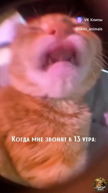 vkclips_20260929071331