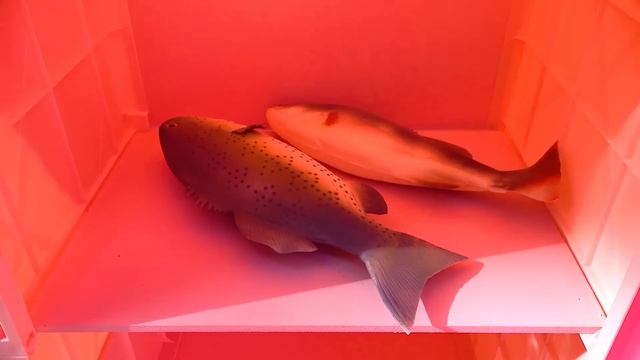 Ресторанная игра Насти! Игрушечный ресторан с едой и машинкой