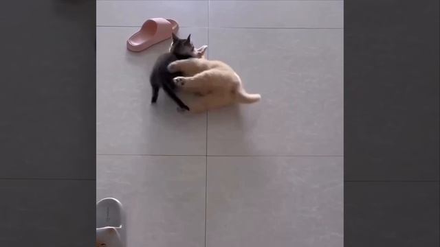 Самые смешные животные. funny cats.