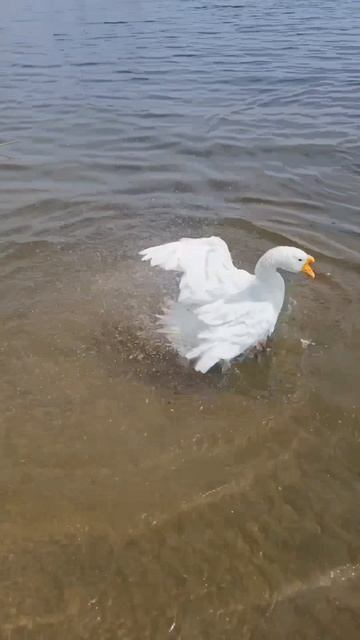прощание с летом