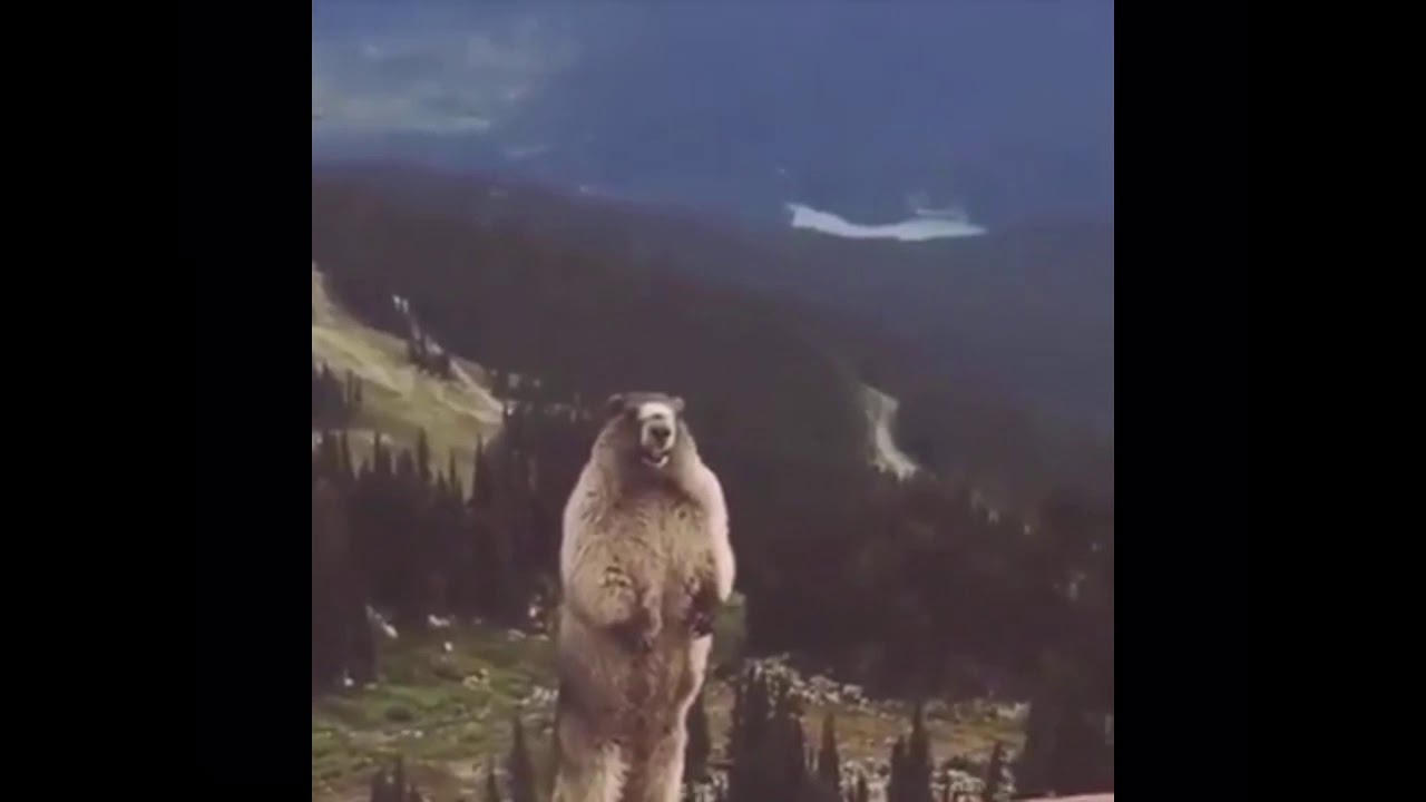 бобер орёт