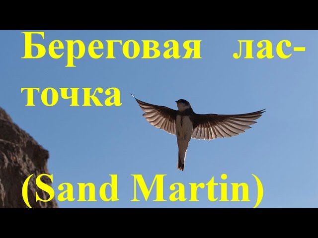 Береговая ласточка