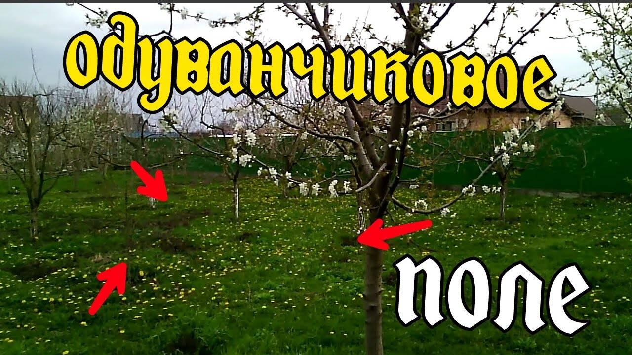 VLOGОДУВАНЧИКОВОЕ полеARTEM CHUB