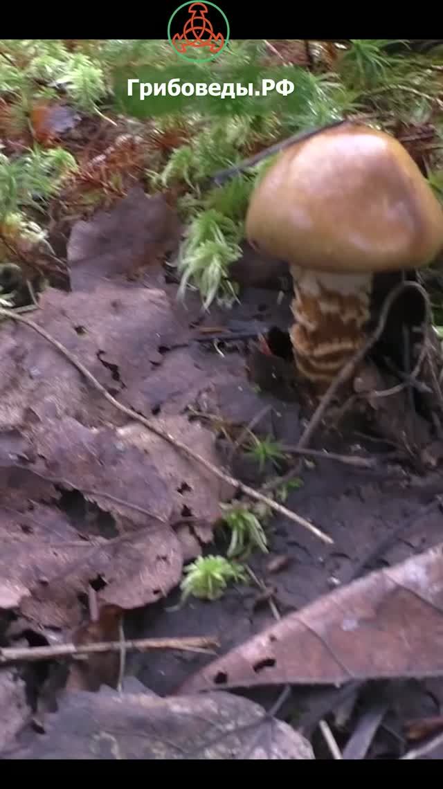 Паутинник обыкновенный  (лат. Cortinarius Trivialis).