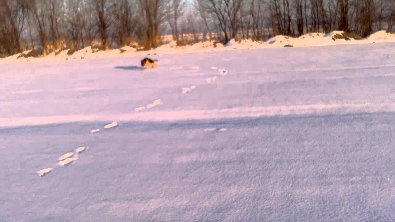Бег по снегу. Running In The Snow.