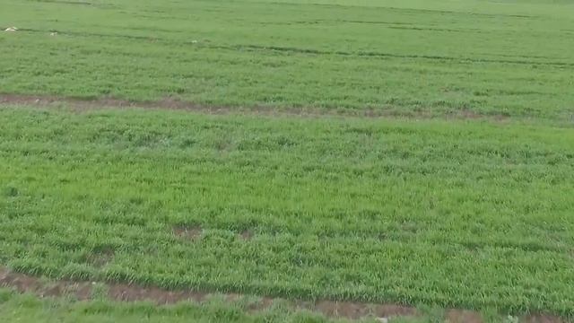 Барашки в Ачаджуре