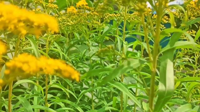 Пелагея🌺10 лет☀️🕊️ пою с моей Мамой Алиной 
,, Миленький ты мой,,🌿🦋