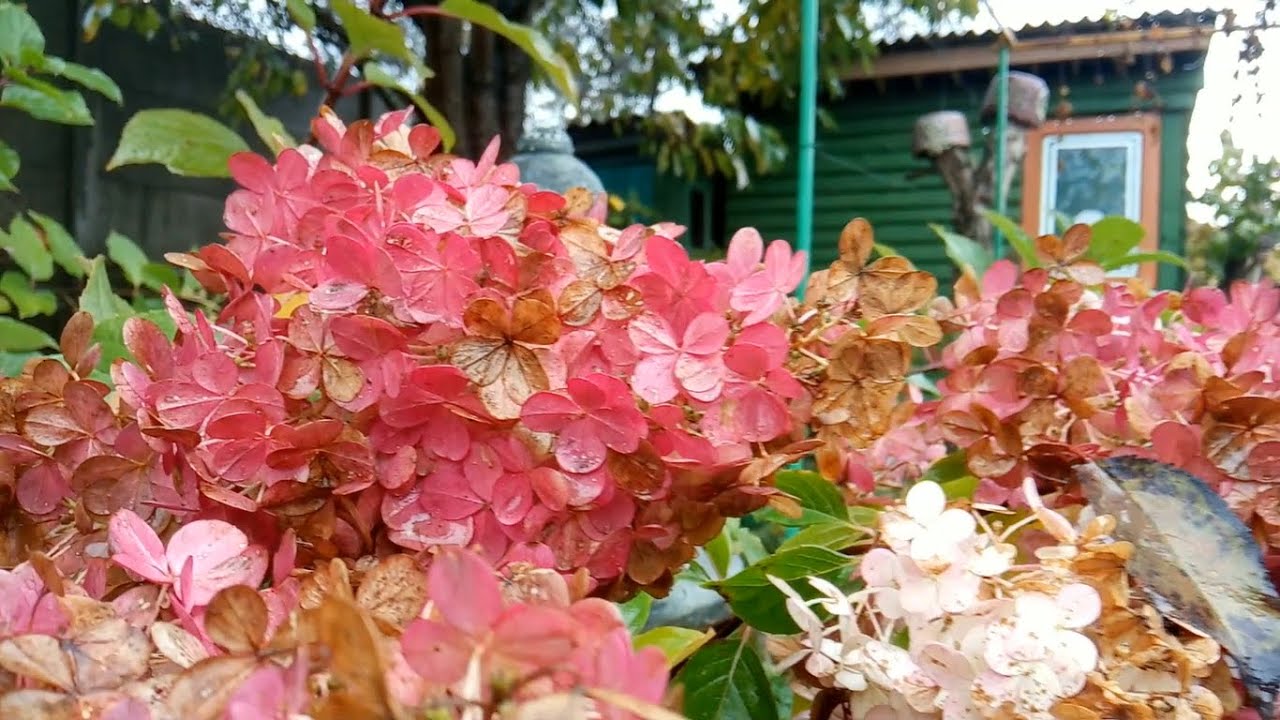 Осенние КРАСКИ Моих РАСТЕНИЙ