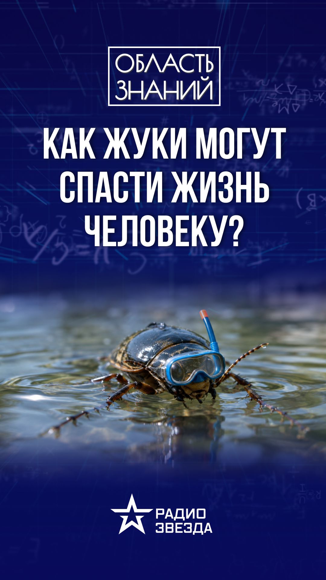 Как жуки помогают кардиологам?
