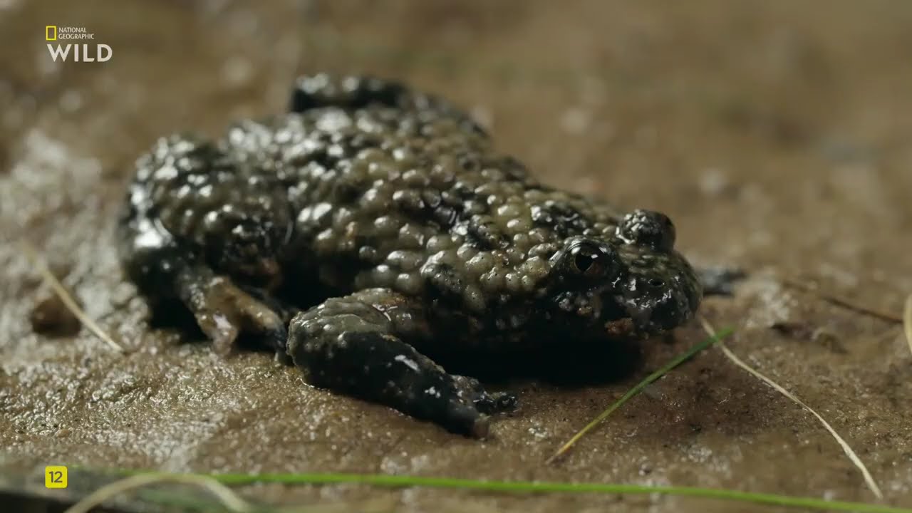 Новая дикая природа Европы 1 Часть. Возвращение титанов.National Geographic Wild HD онлайн.