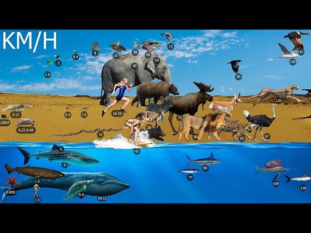 Отличная анимация показывающий скорость животных