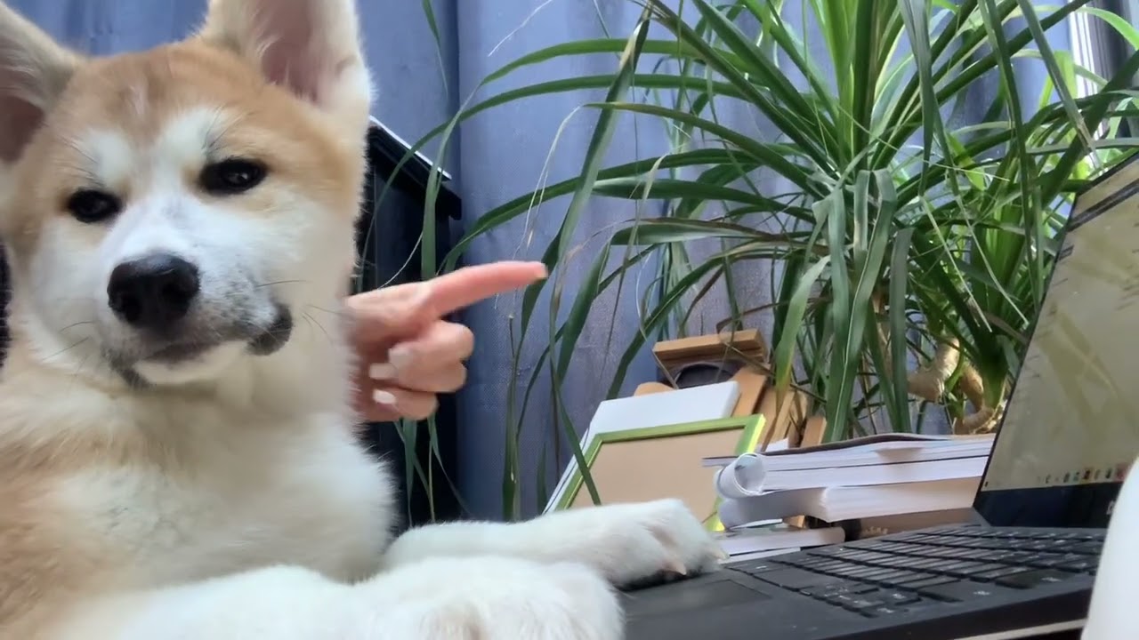 Акита ину, сидим с Буши за компьютером) #акита #акитаину, #akita #akitainu