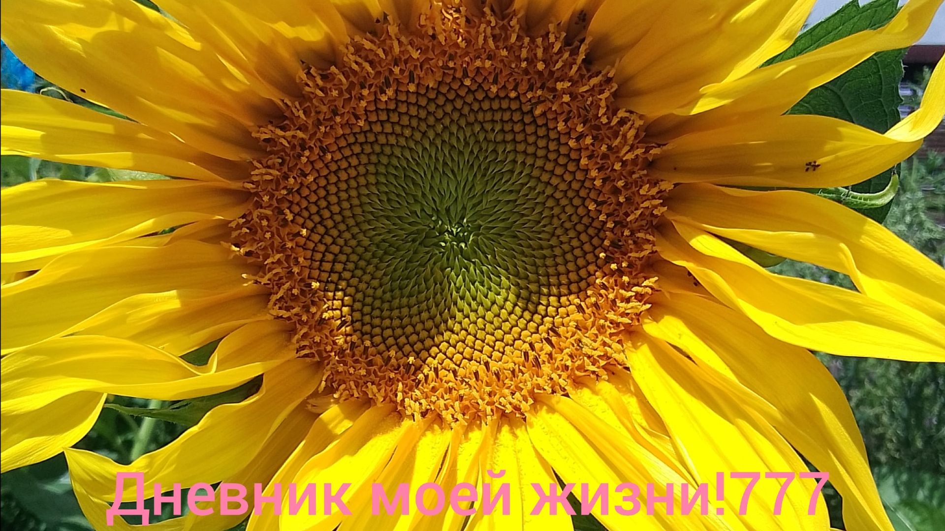Заморозки.
