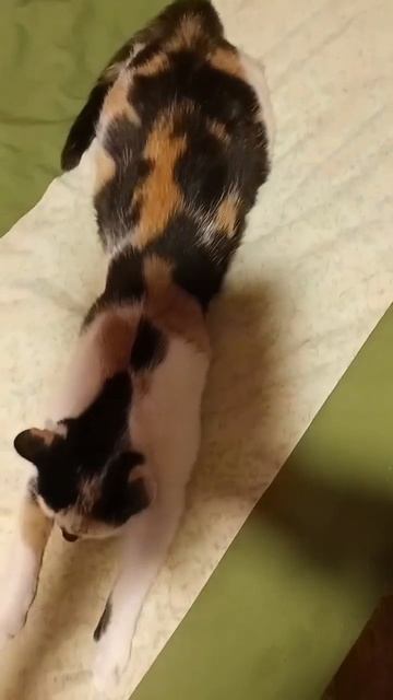 ЛЮСИ!!!💥ПОСЛЕ КУПАНИЯ ОТДЫХАЕТ😻😻😻😻