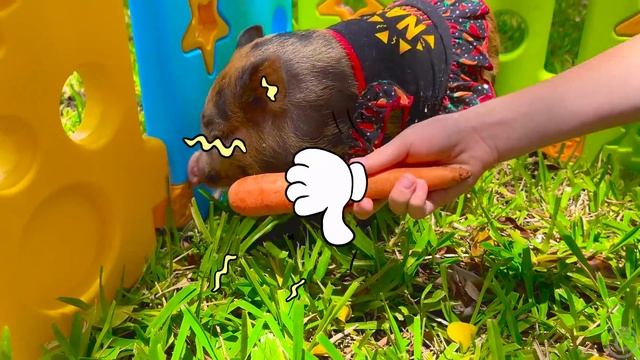 Настя проводит день с животными на дедушкиной ферме