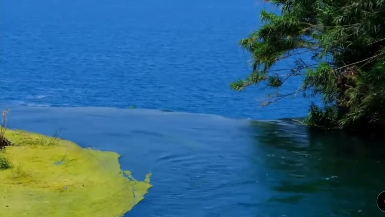 Распустился Цветок в Поднебесье...
