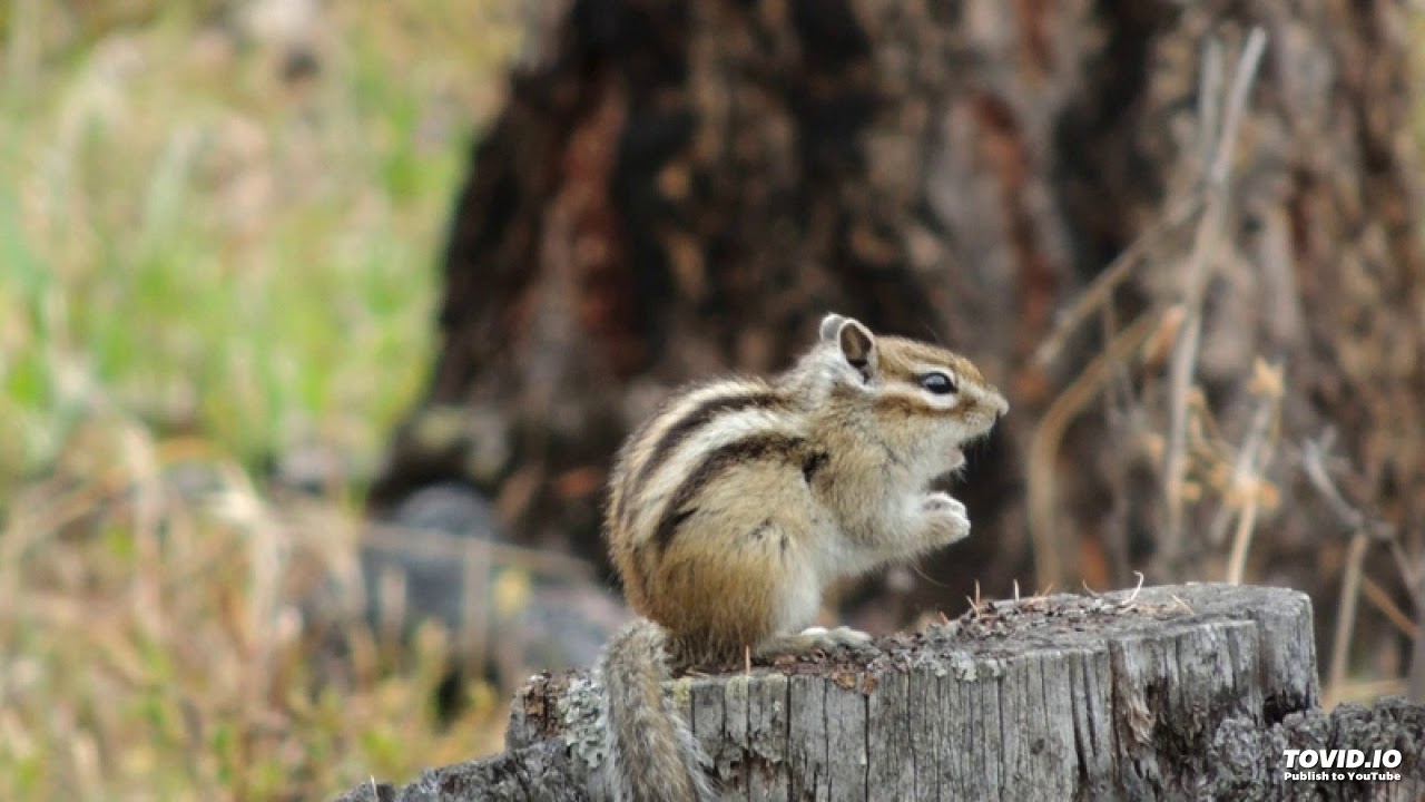 Песня бурундука Eutamias sibiricus Siberian chipmunk song