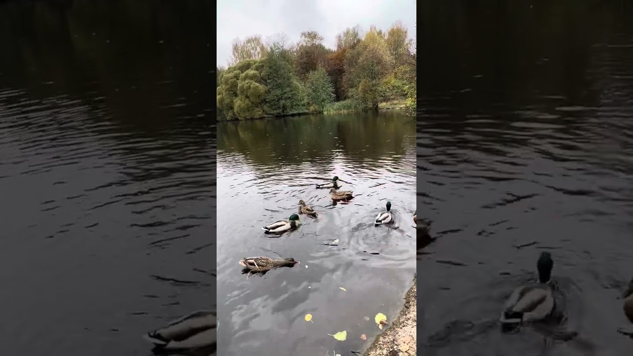 Утки крякают