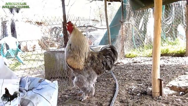 Rooster BREEDS Crowing - Chicken Sound  Rooster crowing sounds Effect 2018 - AGROKOTA.GR