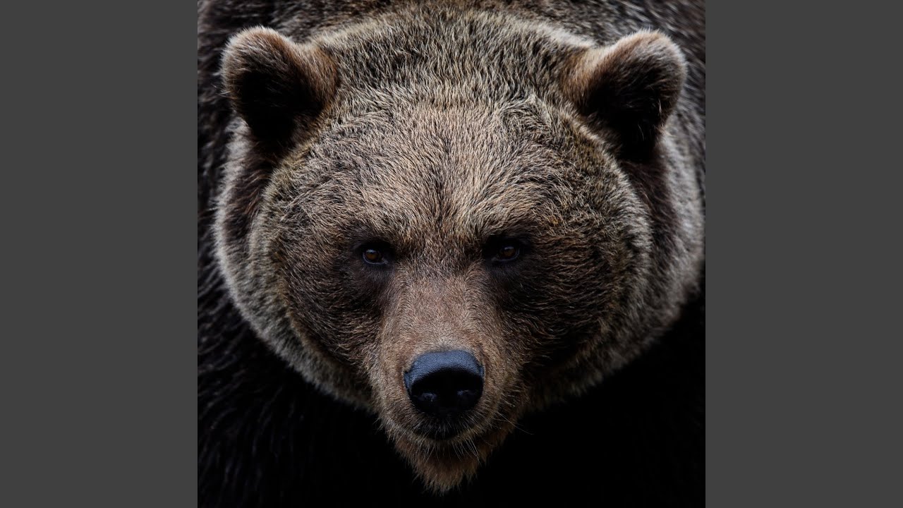The Sound Of A Bear 10