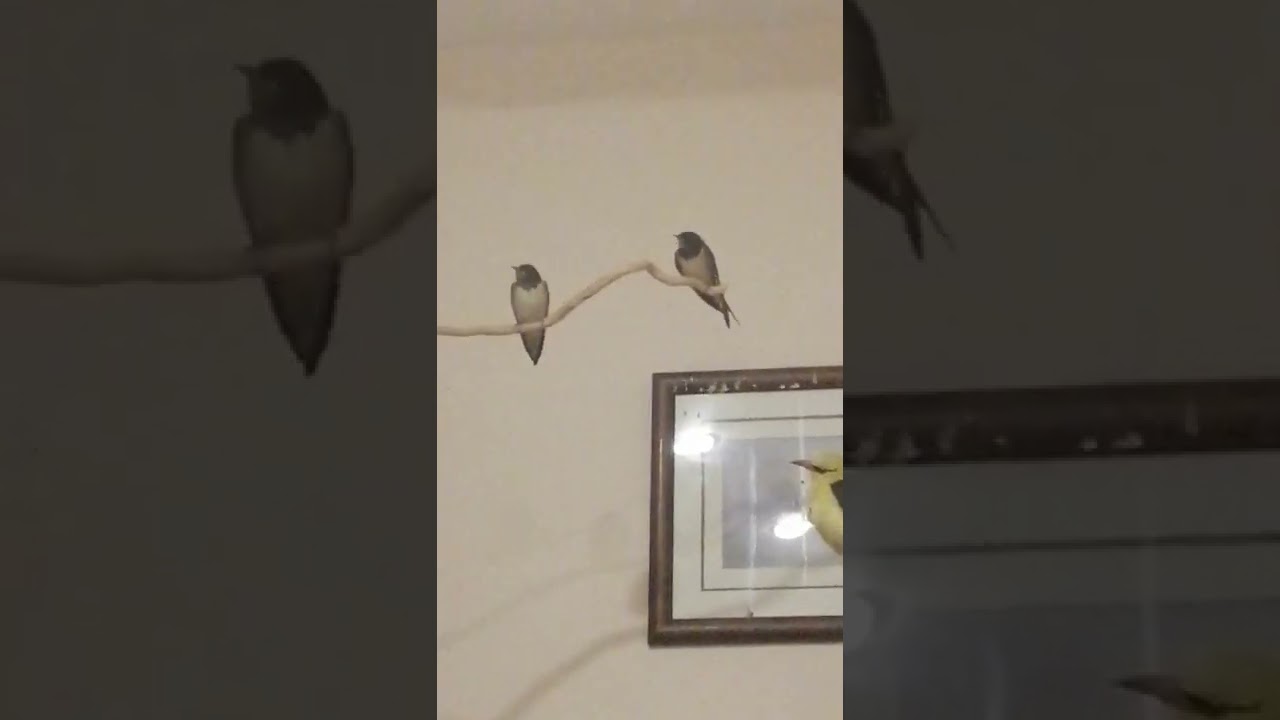 Ласточки деревенские - Hirundo Rustica
