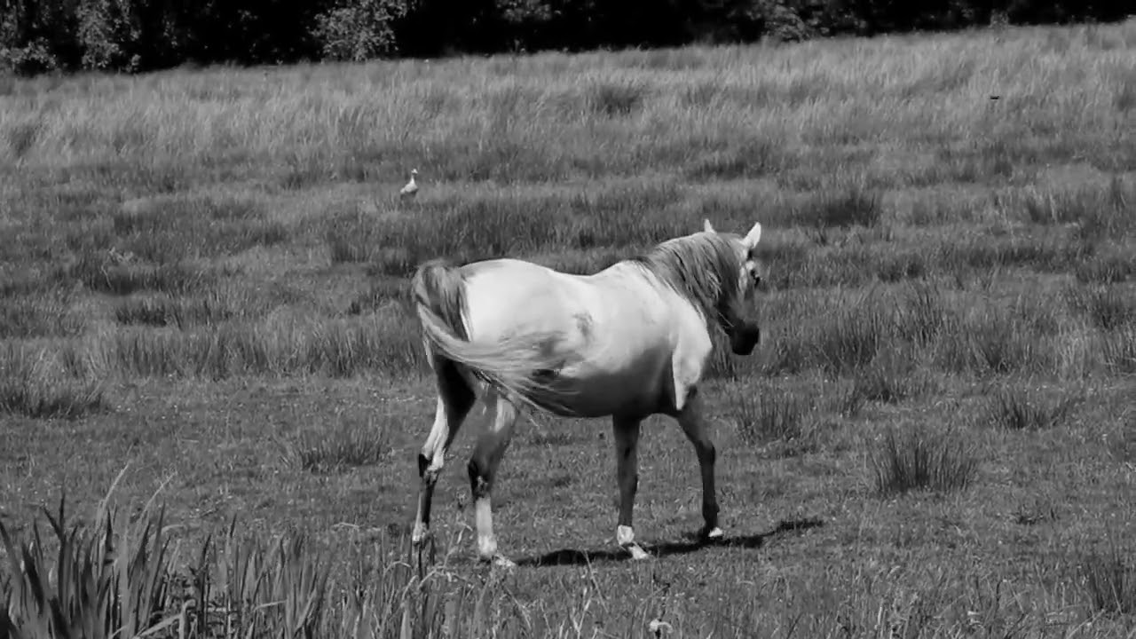Sounds A Horse Makes, Horse Flight, Music#голос лошади#звукилошади#ржание лошади