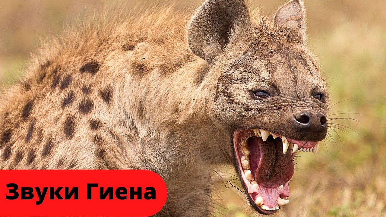 Звук гиены, смех гиены /Гиена шакал ночью Африка/Sound Hyenas, Laughing Hyena