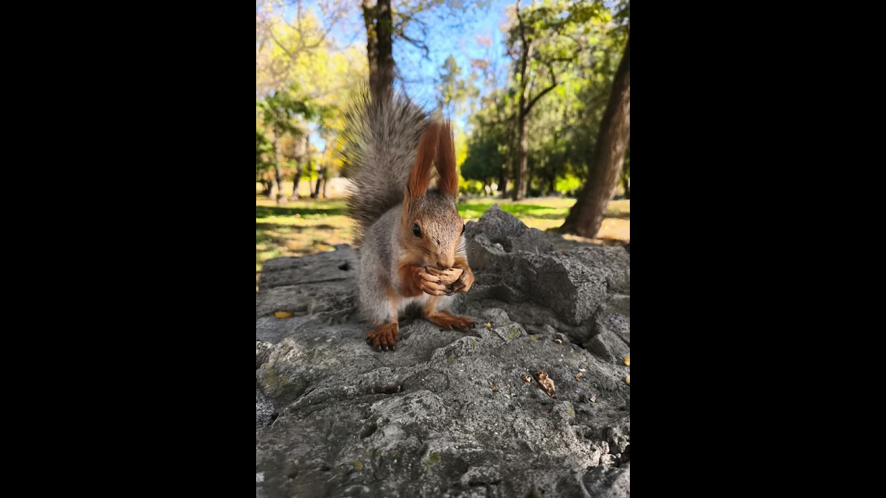 Звуки природы.Белки.Звуки леса#squirrel #animals #funnyanimals #funnyvideo #nature#relax#deepleep