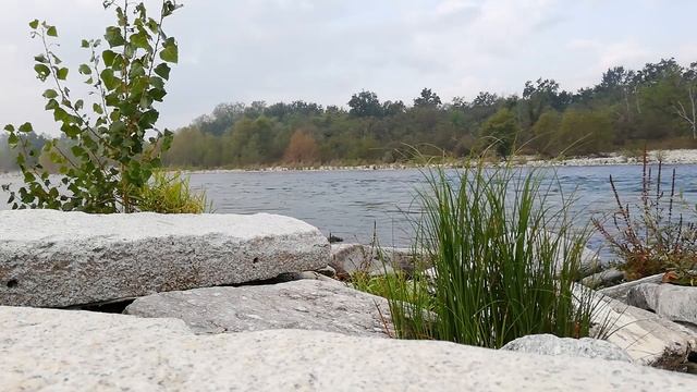 Девушка помогла беременной лисице разродиться, не зная, что это будет для неё спасением