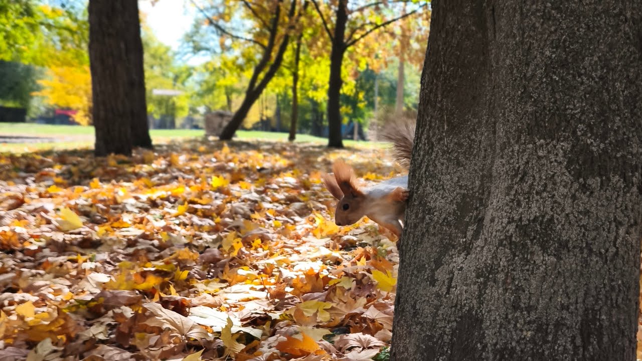 Звуки природы.Белки.Звуки леса#squirrel #animals #funnyanimals #funnyvideo #nature#relax#deepleep