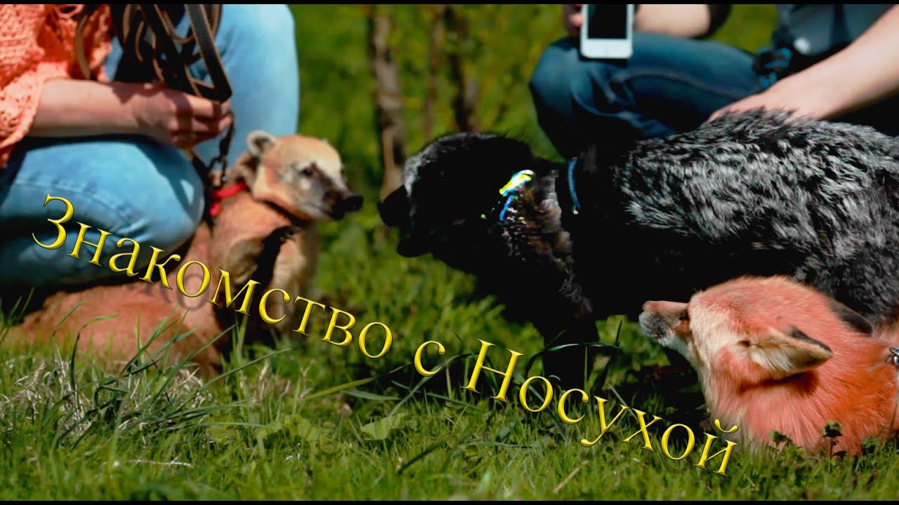 Знакомство лис с носухой