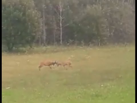 Эпическая битва двух самцов косули за полянку в лесу.