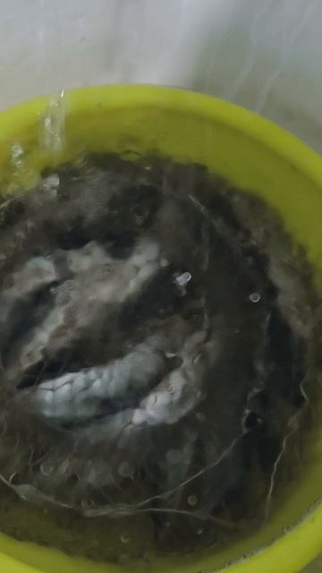 Щука