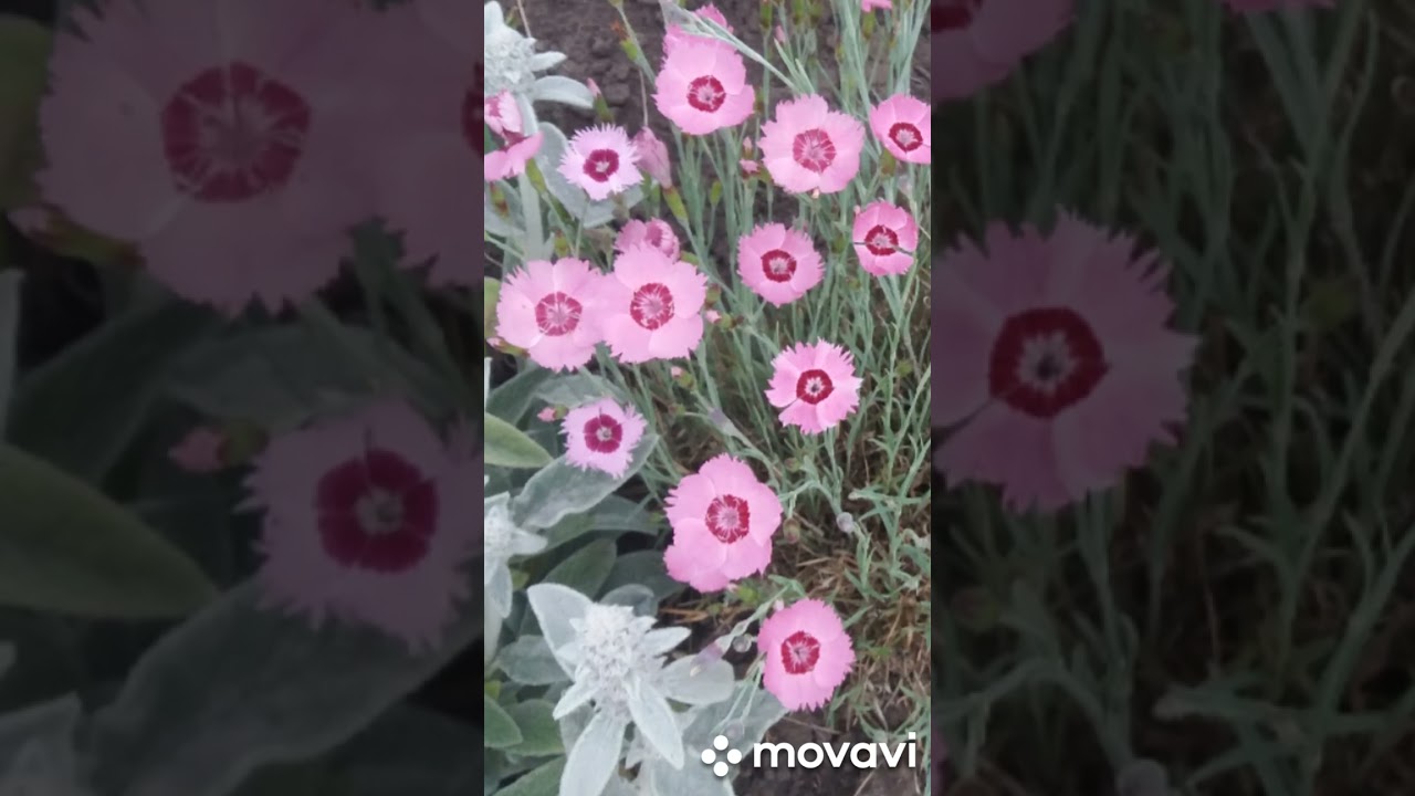 Які квіти можна виростити з насіння shorts