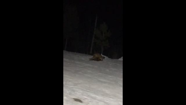 Лиса в городе. Fox In The City.