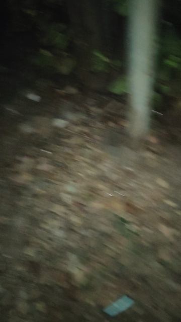 Наверное, кошки рассказывают друг другу, что есть место, где всегда есть вкусняшки.